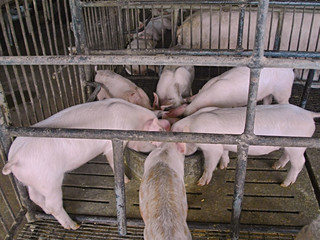 Pigs in the farm. A group of small pigs in the farm. Group piglet feeding at breeding pig farm