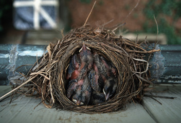 Three baby birds in a nest
