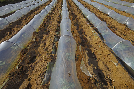 Watermelon planting plastic mulching