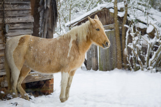 A horse standing in the snow
