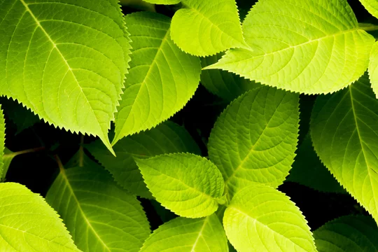 葉っぱ 背景素材 Stock 写真 Adobe Stock
