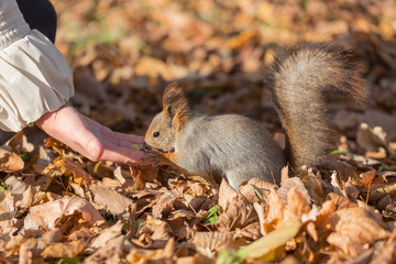 treats for squirrel