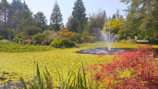 Small fountain running inside the pond full of water lilys in the botanical garden with people walkng at the background