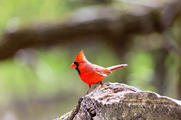 The northern cardinal is a North American bird in the genus Cardinalis it is also known colloquially as the redbird or common cardinal. During courtship, the male feeds seed to the female beak-to-beak