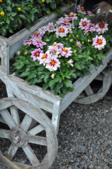 Fototapeta na wymiar Pink chrysanthemums on wooden wagon wheel planter