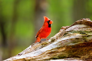 The northern cardinal is a North American bird in the genus Cardinalis it is also known colloquially as the redbird or common cardinal. During courtship, the male feeds seed to the female beak-to-beak
