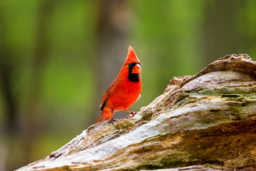 The northern cardinal is a North American bird in the genus Cardinalis it is also known colloquially as the redbird or common cardinal. During courtship, the male feeds seed to the female beak-to-beak