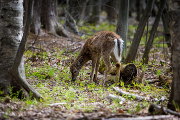 The white-tailed deer, on alert in a boreal forest in north Quebec, Canada.