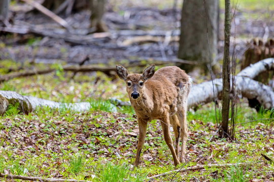 The white-tailed deer, on alert in a boreal forest in north Quebec, Canada.