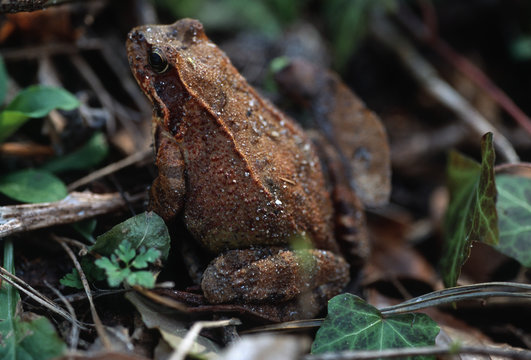 A brown frog