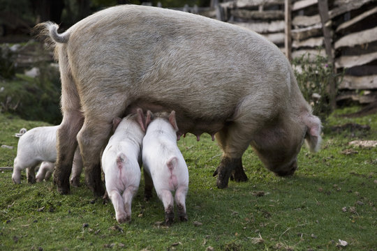 Piglets feeding from a pig in a field