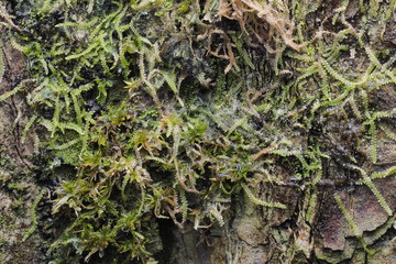 Wood Background  Texture and Abstract  / OLYMPUS DIGITAL CAMERA