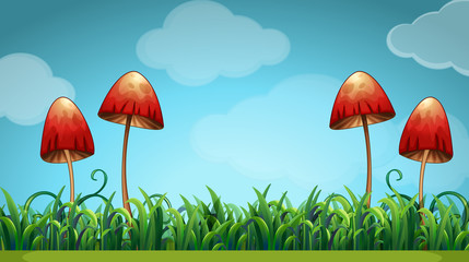 Scene with mushrooms in the field
