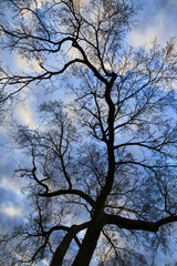 Fototapeta na wymiar Poplar silhouetted against the sky