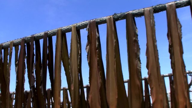 昆布の天日干しの光景
