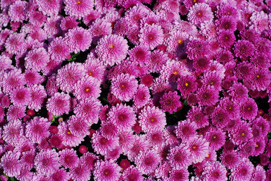 chrysanthemum flower background