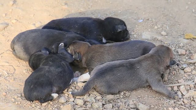 Charming five puppies in the yard, Myanmar