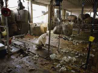 A dog shaved to look like a sheep