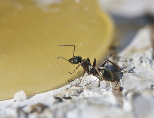 Ant eating honey.