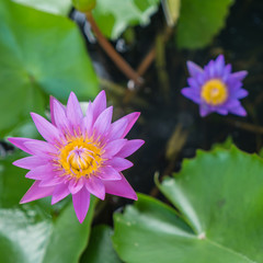 Pink and purple water lily
