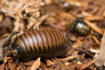 Pill millipede 3
