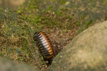 Pill millipede 2