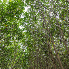 Obraz premium Mangrove forest