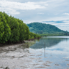 Environment in mangrove forest