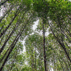 Fototapeta premium Mangrove forest