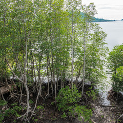 Fototapeta premium Root of tree in mangrove forest