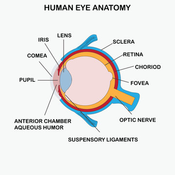 Anatomy of human eye.