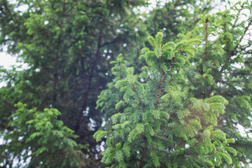 green prickly of spruce branches on the nature on background of sky 