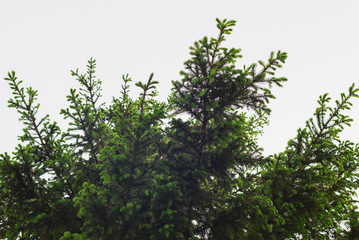 green prickly of spruce branches on the nature on background of sky 