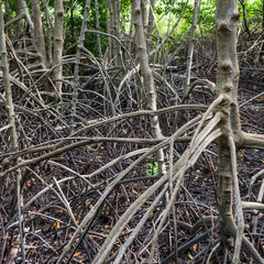 Root of tree in mangrove forest
