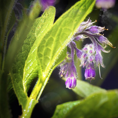 Flowers and leaves on Common Comfrey  Symphytum officinale