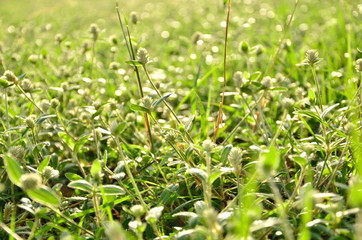 green grass background from field
