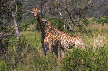 Giraffe grazing in the Welgevonden Game Reserve in South Africa