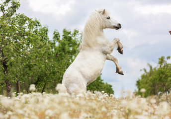 Rearing shetland pony