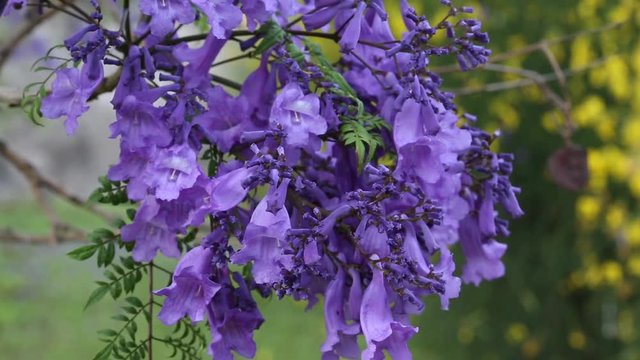 Blue jacaranda flowering in spring
