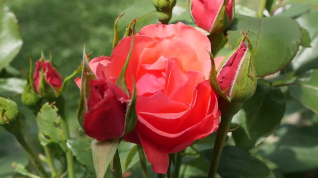 Red rose flower bud slowly moving on the wind in the garden 4K 2160p 30fps UltraHD footage - Red flower blooming outdoor natural 4K 3840X2160 UHD video