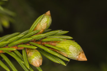 The spruce bud