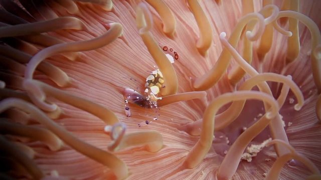 Commercial glass shrimp in anemone