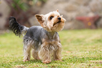 Cute small playful yorkshire terrier - Powered by Adobe