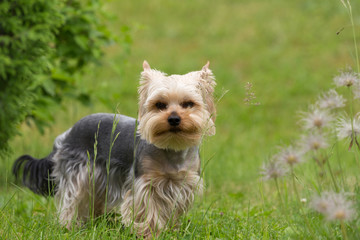Cute small playful yorkshire terrier