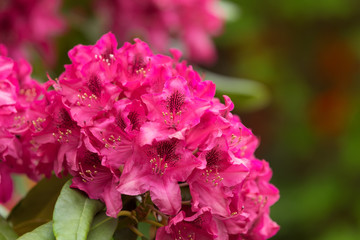 Fototapeta premium Pink azaleas blooms with small evergreen leaves