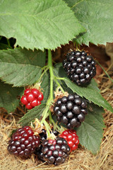 blackberry bunch