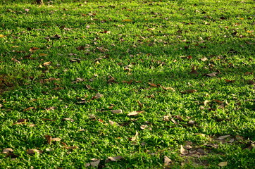 green grass background from field