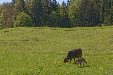 cow with her calf in the austrian alps: Kleinwalsertal