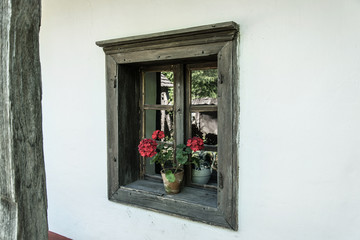 Geranium in the window