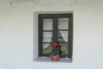 Naklejka na ściany i meble Geranium in the window